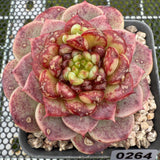 Echeveria Red Velvet 红色天鹅绒 -- JCC Succulent Plants