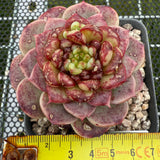 Echeveria Red Velvet 红色天鹅绒 -- JCC Succulent Plants