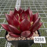 Echeveria 'Red Knight' 红骑士 -- JCC Succulent Plants