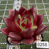 Echeveria 'Red Knight' 红骑士 -- JCC Succulent Plants