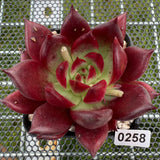 Echeveria 'Red Knight' 红骑士 -- JCC Succulent Plants