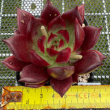 Echeveria 'Red Knight' 红骑士 -- JCC Succulent Plants