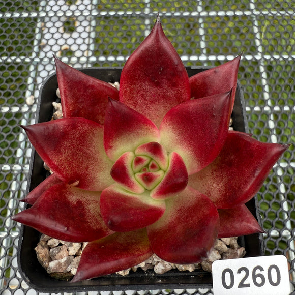 Echeveria 'Red Knight' 红骑士 -- JCC Succulent Plants