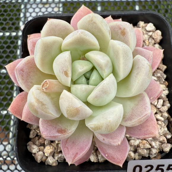 Echeveria Cream Jade 奶油玉 -- JCC Succulent Plants