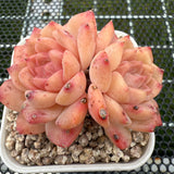 Echeveria 'Amber Ice' 琥珀冰 -- JCC Succulent Plants