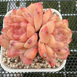 Echeveria 'Amber Ice' 琥珀冰 -- JCC Succulent Plants