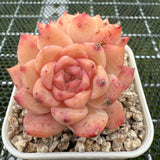 Echeveria 'Amber Ice' 琥珀冰 -- JCC Succulent Plants