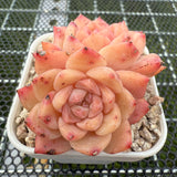 Echeveria 'Amber Ice' 琥珀冰 -- JCC Succulent Plants