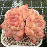 Echeveria 'Amber Ice' 琥珀冰 -- JCC Succulent Plants