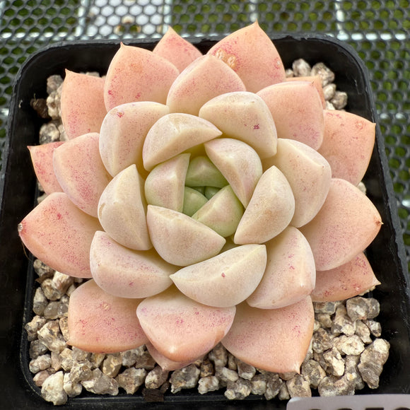 Echeveria Cream Jade 奶油玉 -- JCC Succulent Plants