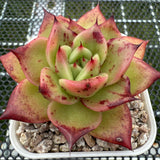 Echeveria 'Bloody Sero' 血斑赛罗 -- JCC Succulent Plants