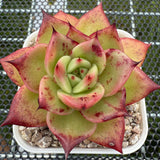 Echeveria 'Bloody Sero' 血斑赛罗 -- JCC Succulent Plants