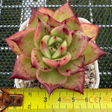 Echeveria 'Bloody Sero' 血斑赛罗 -- JCC Succulent Plants