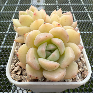 Echeveria 'Cream Moon' 奶油月亮 -- JCC Succulent Plants