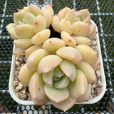 Echeveria 'Cream Moon' 奶油月亮 -- JCC Succulent Plants