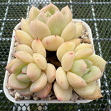 Echeveria 'Cream Moon' 奶油月亮 -- JCC Succulent Plants