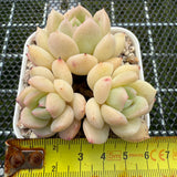 Echeveria 'Cream Moon' 奶油月亮 -- JCC Succulent Plants