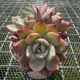 Echeveria 'Horizon'/ 'Peach Q'  海平线 -- JCC Succulent Plants