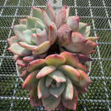 Echeveria 'Horizon'/ 'Peach Q'  海平线 -- JCC Succulent Plants