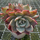 Echeveria 'Horizon'/ 'Peach Q'  海平线 -- JCC Succulent Plants