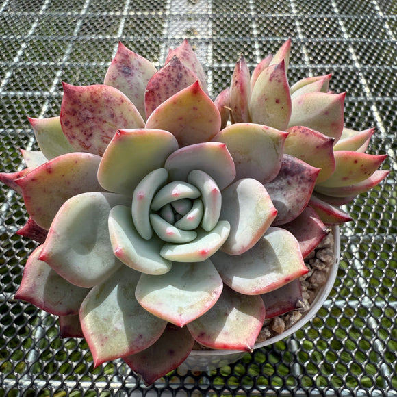 Echeveria 'Horizon'/ 'Peach Q'  海平线 -- JCC Succulent Plants