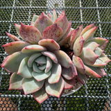 Echeveria 'Horizon'/ 'Peach Q'  海平线 -- JCC Succulent Plants