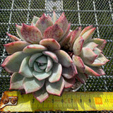 Echeveria 'Horizon'/ 'Peach Q'  海平线 -- JCC Succulent Plants