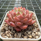 Echeveria 'Ice Glaze' 冰琉璃 -- JCC Succulent Plants