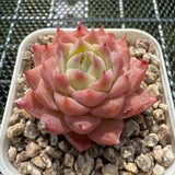 Echeveria 'Ice Glaze' 冰琉璃 -- JCC Succulent Plants