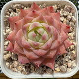 Echeveria 'Ice Glaze' 冰琉璃 -- JCC Succulent Plants