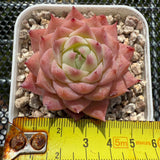 Echeveria 'Ice Glaze' 冰琉璃 -- JCC Succulent Plants