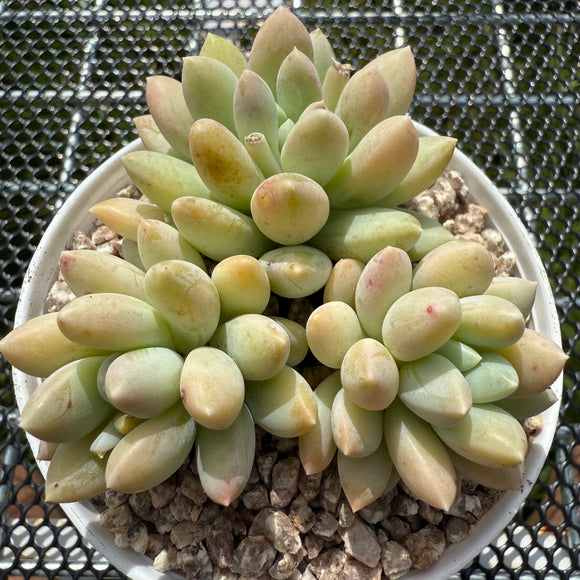 Pachyveria Purple Rain 紫色雨 -- JCC Succulent Plants