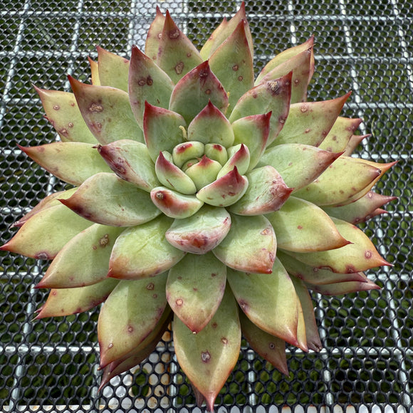 Echeveria Mactory 梅托利 -- JCC Succulent Plants