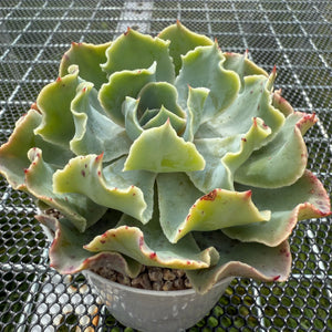 Echeveria 'Dot Butterfly' 圆点蝴蝶-- JCC Succulent Plants