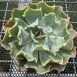 Echeveria 'Dot Butterfly' 圆点蝴蝶-- JCC Succulent Plants