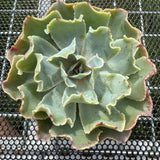 Echeveria 'Dot Butterfly' 圆点蝴蝶-- JCC Succulent Plants