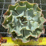 Echeveria 'Dot Butterfly' 圆点蝴蝶-- JCC Succulent Plants