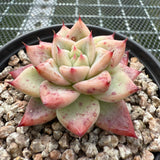 Echeveria 'Shakino' -- JCC Succulent Plants