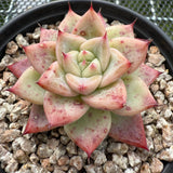 Echeveria 'Shakino' -- JCC Succulent Plants