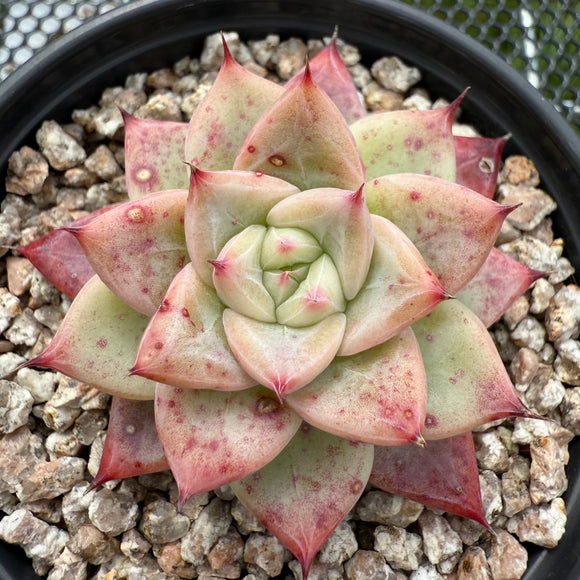 Echeveria 'Shakino' -- JCC Succulent Plants