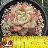 Echeveria 'Shakino' -- JCC Succulent Plants