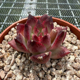 Echeveria 'Lip Gloss' 唇蜜 -- JCC Succulent Plants