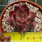 Echeveria 'Lip Gloss' 唇蜜 -- JCC Succulent Plants