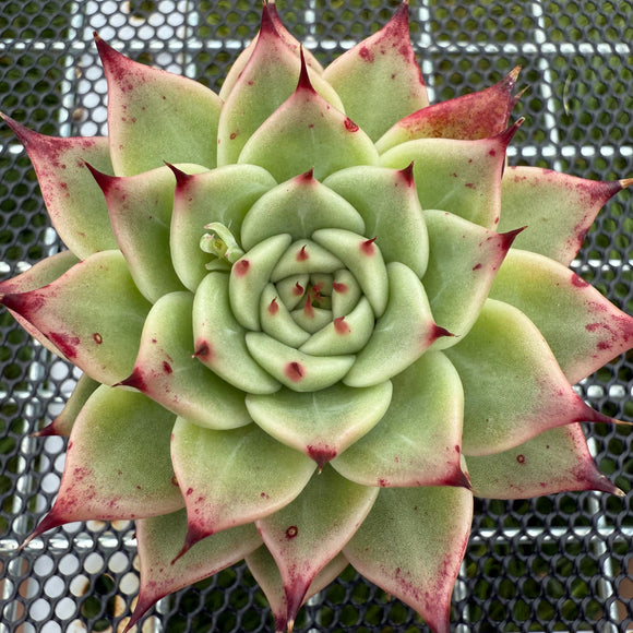 Echeveria 'Tostanelli' 托斯塔内利 -- JCC Succulent Plants