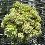 Echeveria 'Malgan' Butterfly Leaves 蝴蝶叶麦秆 -- JCC Succulent Plants