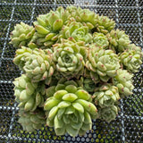 Echeveria 'Malgan' Butterfly Leaves 蝴蝶叶麦秆 -- JCC Succulent Plants