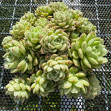 Echeveria 'Malgan' Butterfly Leaves 蝴蝶叶麦秆 -- JCC Succulent Plants