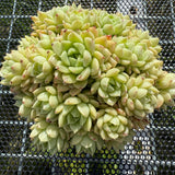 Echeveria 'Malgan' Butterfly Leaves 蝴蝶叶麦秆 -- JCC Succulent Plants