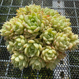 Echeveria 'Malgan' Butterfly Leaves 蝴蝶叶麦秆 -- JCC Succulent Plants