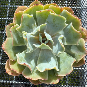 Echeveria 'Dot Butterfly' 圆点蝴蝶 -- JCC Succulent Plants